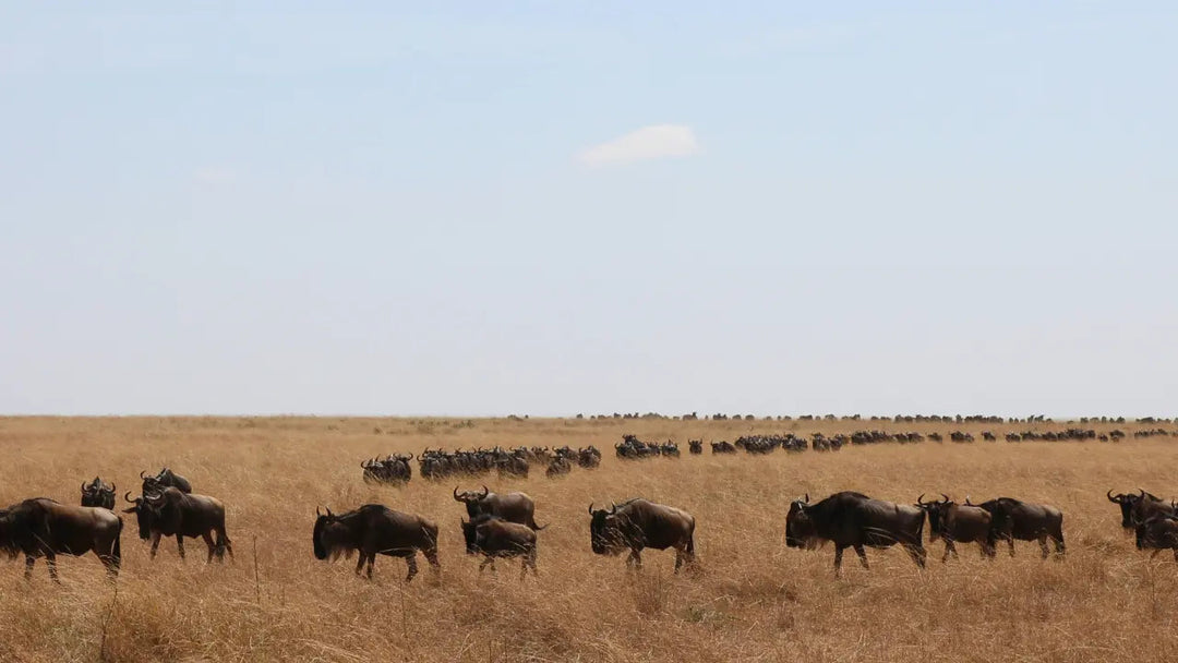 The Ritz-Carlton Masai Mara: Why I Can't Recommend This Property (And What It Means for Luxury Travel) - Escapes By Ema